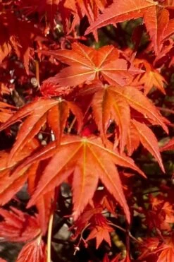 Dragon Tears Japanese Maple - 3 Gallon Pot -Foliage Dream Sales Store acer palmatum dragon tears japanese maple 7