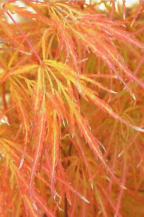 Edgewood's Golden Japanese Maple - 3 Gallon Pot 5 Edgewood's Golden Japanese Maple - 3 Gallon Pot - Image 5