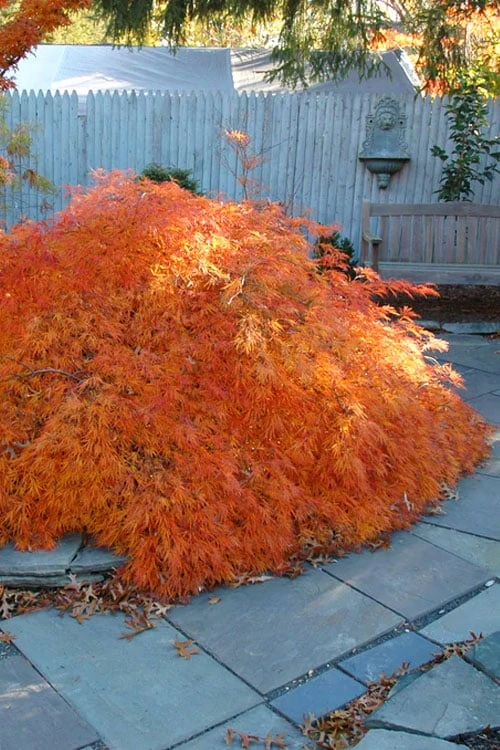 Edgewood's Golden Japanese Maple - 3 Gallon Pot 1 Edgewood's Golden Japanese Maple - 3 Gallon Pot