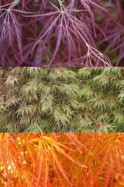 Edgewood's Golden Japanese Maple - 3 Gallon Pot 8 Edgewood's Golden Japanese Maple - 3 Gallon Pot -Foliage Dream Sales Store acer palmatum edgewoods golden 4