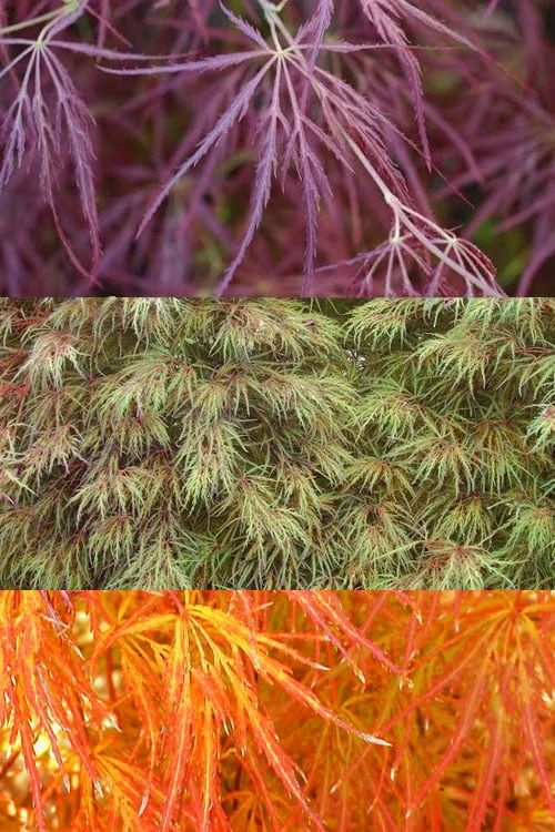 Edgewood's Golden Japanese Maple - 3 Gallon Pot 4 Edgewood's Golden Japanese Maple - 3 Gallon Pot - Image 4