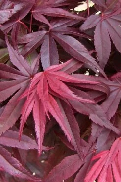 Emperor 1 Japanese Maple - 3 Gallon Pot 11 Emperor 1 Japanese Maple - 3 Gallon Pot -Foliage Dream Sales Store acer palmatum emperor 1 japanese maple 20