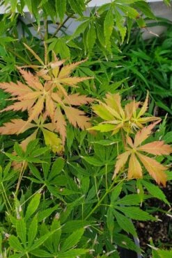 Fascination Japanese Maple - 3 Gallon Pot -Foliage Dream Sales Store acer palmatum fascination japanese maple summer color 1