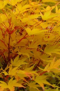 Little Sango' Dwarf Coral Bark Japanese Maple - 5 Gallon Pot -Foliage Dream Sales Store acer palmatum fhellheim dwarf coral bark japanese maple 6