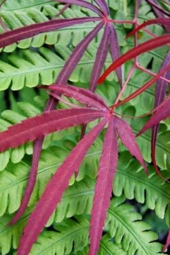 Filifera Purpurea Japanese Maple - 3 Gallon Pot -Foliage Dream Sales Store acer palmatum filifera purpurea 1