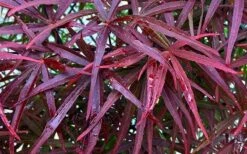 Filifera Purpurea Japanese Maple - 3 Gallon Pot -Foliage Dream Sales Store acer palmatum filifera purpurea 3