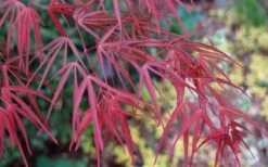 Filifera Purpurea Japanese Maple - 3 Gallon Pot -Foliage Dream Sales Store acer palmatum filifera purpurea 6