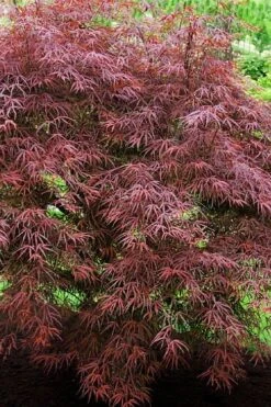 Filifera Purpurea Japanese Maple - 3 Gallon Pot -Foliage Dream Sales Store acer palmatum filifera purpurea 7