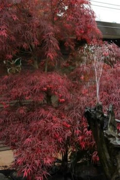Filifera Purpurea Japanese Maple - 3 Gallon Pot -Foliage Dream Sales Store acer palmatum filifera purpurea 8