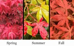 Gable's Glory Chameleon Japanese Maple - 3 Gallon Pot -Foliage Dream Sales Store acer palmatum gables glory japanese maple 1