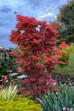 Gable's Glory Chameleon Japanese Maple - 3 Gallon Pot -Foliage Dream Sales Store acer palmatum gables glory japanese maple 6