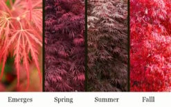 Garnet Laceleaf Japanese Maple - 3 Gallon Pot 8 Garnet Laceleaf Japanese Maple - 3 Gallon Pot -Foliage Dream Sales Store acer palmatum garnet japanese maple 3