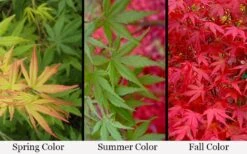 Glowing Embers Japanese Maple - 3 Gallon Pot 12 Glowing Embers Japanese Maple - 3 Gallon Pot -Foliage Dream Sales Store acer palmatum glowing embers japanese maple 21