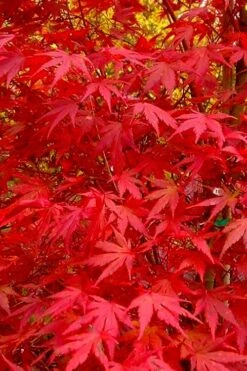 Glowing Embers Japanese Maple - 3 Gallon Pot 16 Glowing Embers Japanese Maple - 3 Gallon Pot -Foliage Dream Sales Store acer palmatum glowing embers japanese maple 22