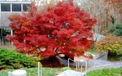 Glowing Embers Japanese Maple - 3 Gallon Pot 17 Glowing Embers Japanese Maple - 3 Gallon Pot -Foliage Dream Sales Store acer palmatum glowing embers japanese maple 24