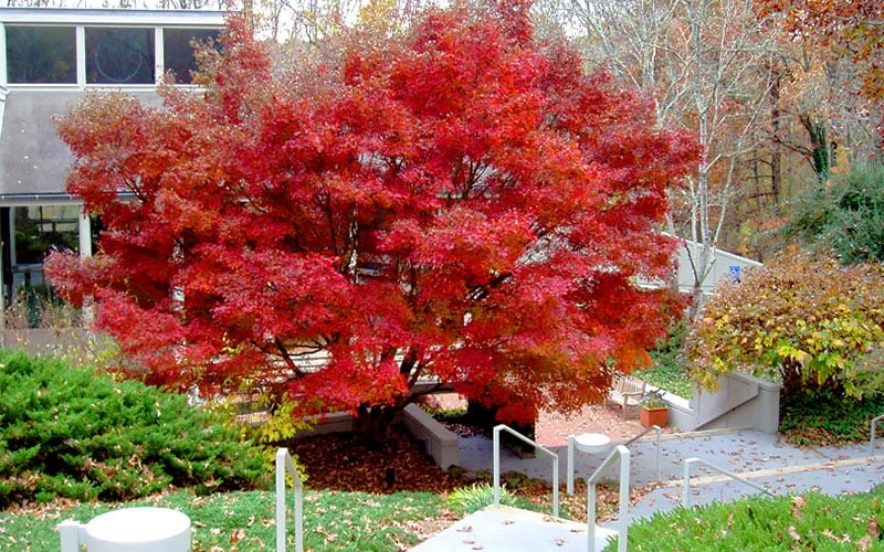 Glowing Embers Japanese Maple - 3 Gallon Pot 9 Glowing Embers Japanese Maple - 3 Gallon Pot - Image 9