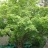 Green Leaf Japanese Maple (Acer Palmatum) - 5 Gallon Pot