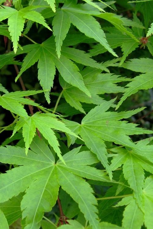Green Leaf Japanese Maple (Acer Palmatum) - 5 Gallon Pot 7 Green Leaf Japanese Maple (Acer Palmatum) - 5 Gallon Pot - Image 7