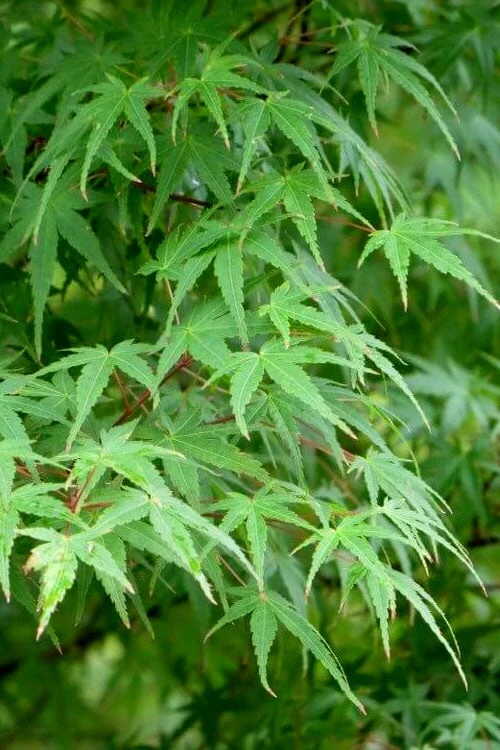 Green Leaf Japanese Maple (Acer Palmatum) - 5 Gallon Pot 6 Green Leaf Japanese Maple (Acer Palmatum) - 5 Gallon Pot - Image 6