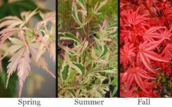 Hana Tsukasa Japanese Maple - 3 Gallon Pot (4-5') 9 Hana Tsukasa Japanese Maple - 3 Gallon Pot (4-5') -Foliage Dream Sales Store acer palmatum hana tsukasa japanese maple 1 1