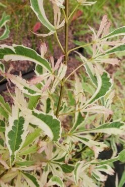 Hana Tsukasa Japanese Maple - 3 Gallon Pot (4-5') 11 Hana Tsukasa Japanese Maple - 3 Gallon Pot (4-5') -Foliage Dream Sales Store acer palmatum hana tsukasa japanese maple 3 1