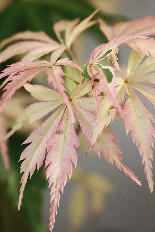 Hana Tsukasa Japanese Maple - 3 Gallon Pot (4-5') 1 Hana Tsukasa Japanese Maple - 3 Gallon Pot (4-5')