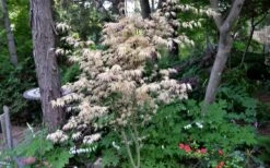 Hana Tsukasa Japanese Maple - 3 Gallon Pot (2-3') -Foliage Dream Sales Store acer palmatum hana tsukasa japanese maple 7