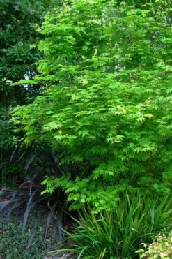 Hogyoku Japanese Maple - 1 Gallon Pot -Foliage Dream Sales Store acer palmatum hogyoku japanese maple 2