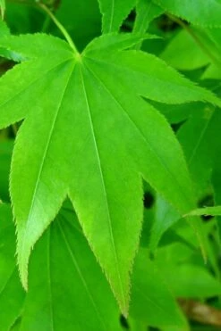 Hogyoku Japanese Maple - 1 Gallon Pot -Foliage Dream Sales Store acer palmatum hogyoku japanese maple 4