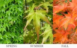 Hogyoku Japanese Maple - 1 Gallon Pot -Foliage Dream Sales Store acer palmatum hogyoku japanese maple 6