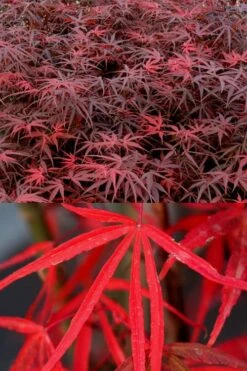 Hubb's Red Willow Japanese Maple - 3 Gallon Pot -Foliage Dream Sales Store acer palmatum hubbs red willow japanese maple 1