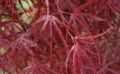 Hubb's Red Willow Japanese Maple - 3 Gallon Pot -Foliage Dream Sales Store acer palmatum hubbs red willow japanese maple 3