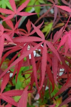 Hubb's Red Willow Japanese Maple - 3 Gallon Pot -Foliage Dream Sales Store acer palmatum hubbs red willow japanese maple 4