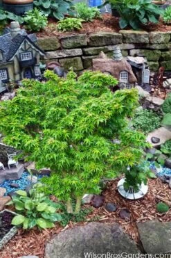Jade Dragon Dwarf Japanese Maple - 3 Gallon Pot -Foliage Dream Sales Store acer palmatum jade dragon japanese maple 5