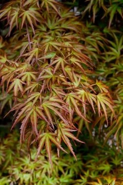 Eagle's Claw Japanese Maple - (Acer Palmatum 'Kamagata') - 2 Gallon Pot -Foliage Dream Sales Store acer palmatum kamagata eagles claw japanese maple 2