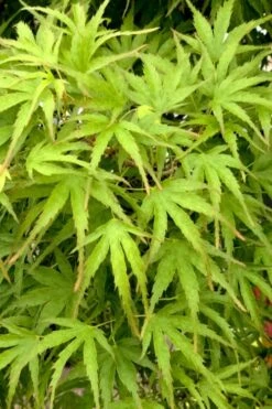 Eagle's Claw Japanese Maple - (Acer Palmatum 'Kamagata') - 2 Gallon Pot -Foliage Dream Sales Store acer palmatum kamagata eagles claw japanese maple 3