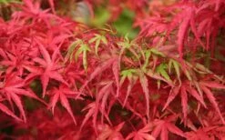 Eagle's Claw Japanese Maple - (Acer Palmatum 'Kamagata') - 2 Gallon Pot -Foliage Dream Sales Store acer palmatum kamagata eagles claw japanese maple 4