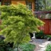 Eagle's Claw Japanese Maple - (Acer Palmatum 'Kamagata') - 2 Gallon Pot