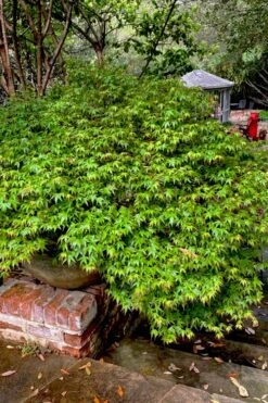 Kiyohime Spreading Japanese Maple - 1 Gallon Pot -Foliage Dream Sales Store acer palmatum kiyohime dwarf japanese maple 10