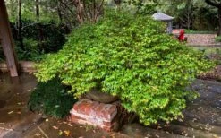 Kiyohime Spreading Japanese Maple - 1 Gallon Pot -Foliage Dream Sales Store acer palmatum kiyohime dwarf japanese maple 11