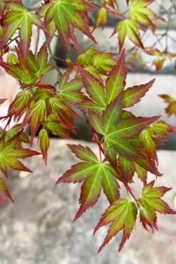 Kiyohime Spreading Japanese Maple - 1 Gallon Pot -Foliage Dream Sales Store acer palmatum kiyohime dwarf japanese maple 4