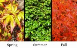 Kiyohime Spreading Japanese Maple - 1 Gallon Pot -Foliage Dream Sales Store acer palmatum kiyohime dwarf japanese maple 7