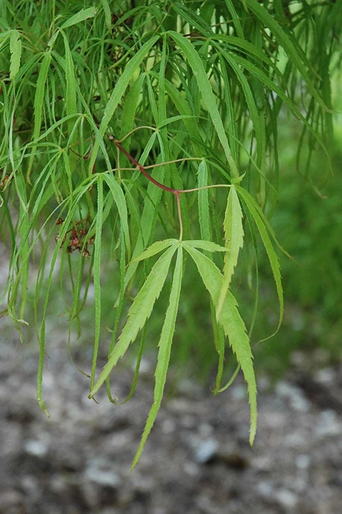 Koto No Ito Japanese Maple - 1 Gallon Pot 5 Koto No Ito Japanese Maple - 1 Gallon Pot - Image 5