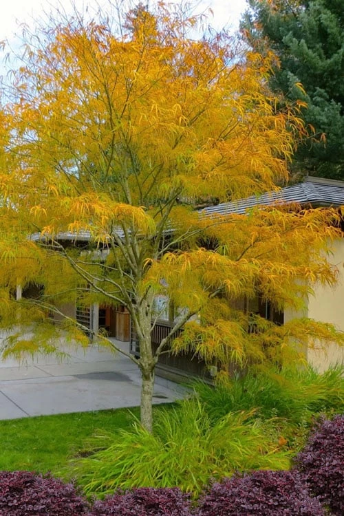 Koto No Ito Japanese Maple - 1 Gallon Pot 1 Koto No Ito Japanese Maple - 1 Gallon Pot