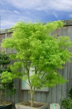 Koto No Ito Japanese Maple - 1 Gallon Pot 15 Koto No Ito Japanese Maple - 1 Gallon Pot -Foliage Dream Sales Store acer palmatum koto no ito japanese maple 12