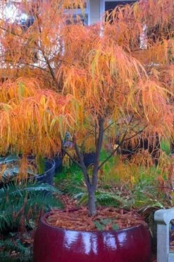 Koto No Ito Japanese Maple - 3 Gallon Pot -Foliage Dream Sales Store acer palmatum koto no ito japanese maple 14 1