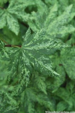 Kumoi Nishiki Japanese Full Moon Maple - 3 Gallon Pot 16 Kumoi Nishiki Japanese Full Moon Maple - 3 Gallon Pot -Foliage Dream Sales Store acer palmatum kumoi nishiki 1 1