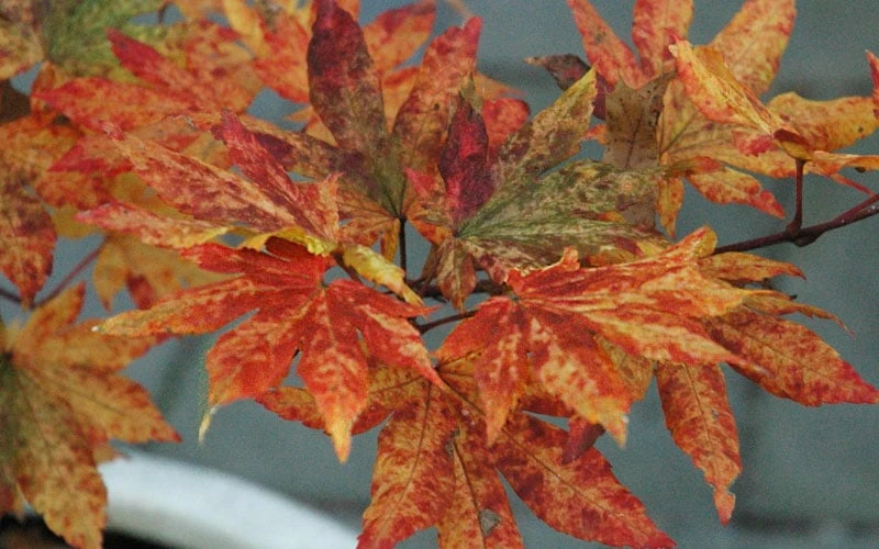 Kumoi Nishiki Japanese Full Moon Maple - 3 Gallon Pot 9 Kumoi Nishiki Japanese Full Moon Maple - 3 Gallon Pot - Image 9