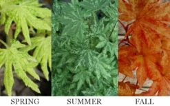 Kumoi Nishiki Japanese Full Moon Maple - 2 Gallon Pot -Foliage Dream Sales Store acer palmatum kumoi nishiki 13