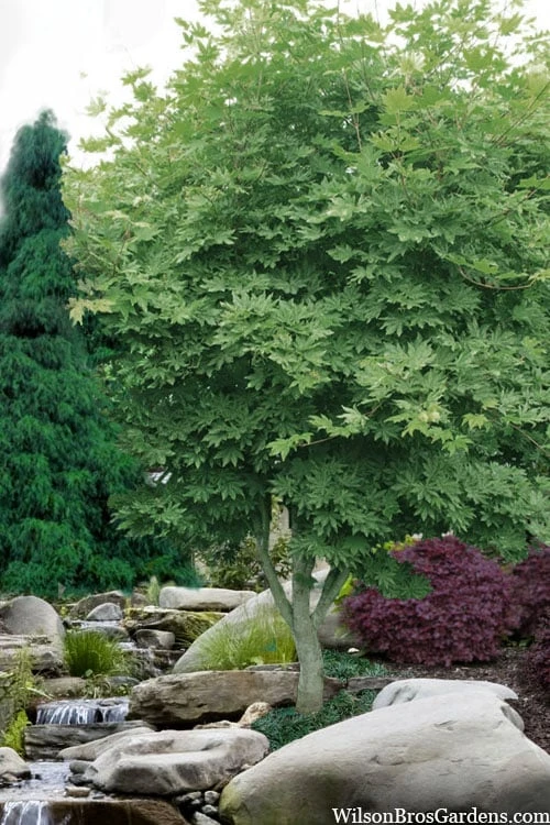 Kumoi Nishiki Japanese Full Moon Maple - 3 Gallon Pot 4 Kumoi Nishiki Japanese Full Moon Maple - 3 Gallon Pot - Image 4